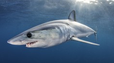 Prípad nezvestného otca troch detí sa skončil tragicky. Rybári našli jeho ostatky v bruchu žraloka