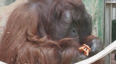 Pozrite sa na talentovaného orangutána: Jago v bojnickej ZOO skrutkuje ako majster