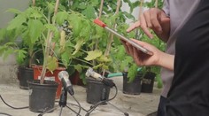 Rastliny v stresových situáciách vydávajú zvuky. Vedci ukázali, ako znie zemiak