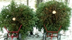 V Maďarsku si vianočný stromček už nevyrúbete! Hrozilo by vám väzenie