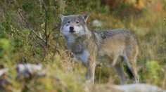 Po 30 rokoch sa dočkali. Vlk dravý bude čoskoro celoročne chráneným živočíchom