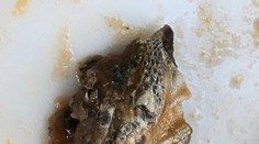 Nechutný nález: Žena našla v konzerve s omáčkou hlavu jašterice