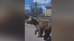 VIDEO: Kamera zachytila útok medveďa na človeka v Liptovskom Mikuláši. Zviera zranilo v meste päť ľudí, vyhlásili mimoriadnu situáciu