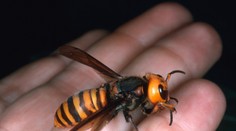 Do Európy prenikol gigantický druh sršňa. Včely sú proti nemu bezbranné, jeho bodnutie je extrémne bolestivé