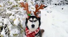 Nemáte radi Vianoce? Tak to ste ešte nevideli "nadšený" výraz tohto psa