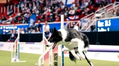 Ako sa rodia majstri sveta v agility? Na parkúre rozhodujú sekundy, mimo neho dôvera