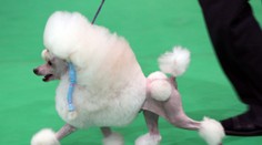 TOP 10 Najobľúbenejšie psie plemená v roku 2015