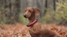 Štúdia odhalila, že psy štekajú na rôzne zvieratá rozdielne. Tu je dôvod