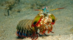 Ninja-kreveta dokáže rozpoznať rakovinu iba pohľadom. Vedci sa ju snažia napodobniť