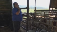 Majiteľ farmy je zúfalý, psy mu zabíjajú zvieratá a pomoci sa nedočkal ani od úradov