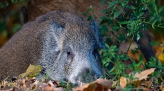 Na Hornej Nitre našli samicu diviaka s príznakmi afrického moru ošípaných