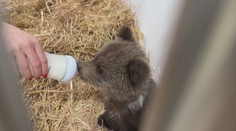 Dokončili ju len nedávno. Do rehabilitačnej stanice v Bojniciach umiestnili opustené medvedie mláďatá