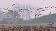 Na Slovensku prvý raz zimoval druh vtákov, ktorý ponad naše územie zvyčajne iba prelieta