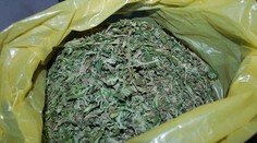 Tresty za marihuanu pre vlastnú spotrebu sa oddnes znižujú