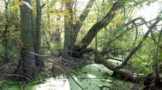 Slovensko, krajina absurdných príbehov. Toto je jeden z nich