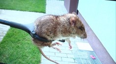 Premnožené potkany v Bratislave strašia ľudí