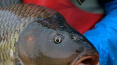 Slovákov čakajú skromnejšie Vianoce. Zisťovali sme, na čom si budeme musieť utiahnuť opasky