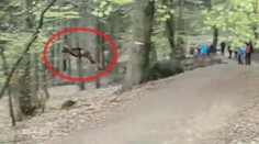 Slovenský muflón predviedol dych vyrážajúci skok