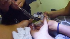 Ďalší prípad zo znečistených morí: Korytnačka mala v krku zaseknutú igelitku