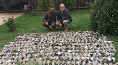 Lastovičky či bociany sú u nás chránené. V niektorých krajinách ale končia na tanieri