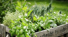 Je ideálny čas na výsev byliniek. Ako na to a ktoré si máte vybrať?