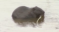 Na Zelenom plese v Tatrách sa udomácnil nezvyčajný návštevník