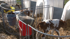 Na farme pri Bardejove ostali všetci prekvapení: Narodili sa tam kravy trojičky