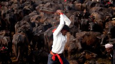 Drsné fotografie z najväčšieho obetovania zvierat na svete