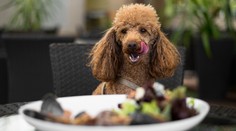 Sulíkovo „kilečko“ sa týka aj psov. Po novom by mohol ísť s vami do reštaurácie