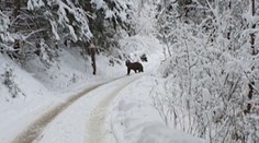 Mierna zima prebudila medvede. Šelmy videli na Liptove aj v Podpoľaní