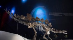 Kostra jedného z najikonickejších dinosaurov ide prvýkrát do dražby. Z nálezcu sa stane milionár