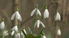 Za zbieranie snežienok hrozí vysoká pokuta. Zmenu pravidiel nezaregistrovali ani niektoré úrady