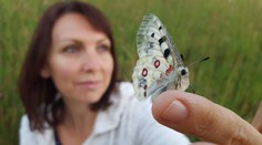 S kamerou sme pozorovali najväčšieho denného motýľa Európy