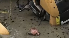 VIDEO: Muža uväznil v bahne bager, život mu zachránila joga