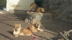 Osud 17 šeliem z ranča pri Žiline je neistý. Pripúšťajú aj ich usmrtenie