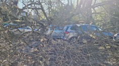 Od tragédie ich delilo pár minút. Na autá v centre Levíc spadol mohutný strom