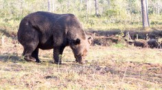 Dráma pri Sučanoch. Medveď zaútočil na muža, ten ho zastrelil