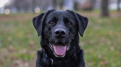 Nález psa zachránil nespravodlivo odsúdeného muža pred 50-ročným väzením