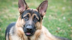 Koronavírus sa môže preniesť aj na zvieratá. Pozitívny test mal nemecký ovčiak