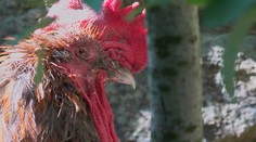 Pri streľbe počas stávkovania na kohútie zápasy zahynuli štyria ľudia