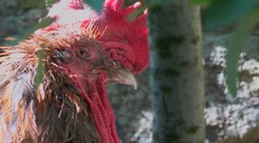 Pri streľbe počas stávkovania na kohútie zápasy zahynuli štyria ľudia