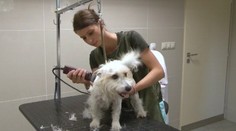 Máte domáceho miláčika? Takto ho ochránite pred horúčavami