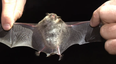 V Humennom odchytávali netopiere. Ak sa nasťahujú do ľudských obydlí, môžu vyvolať paniku