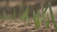 Ešte len vykvitli snežienky a v niektorých regiónoch sa už okopáva to, čo zasadili na jeseň