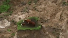 Kravy uviazli po zemetrasení na Novom Zélande