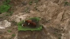 Kravy uviazli po zemetrasení na Novom Zélande