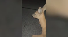Kruto týrali bezbrannú srnku a natáčali si to: Partiu mladíkov už rieši polícia, začala trestné stíhanie