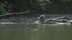 Pri žilinskom vodnom diele sa šíri smrad pripomínajúci rozkladajúce sa mäso
