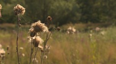 Únia ich zakazuje, u nás sú žiadané. Chemické postreky poskytujú ochranu len zdanlivo