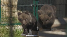 Bojnická zoo oznámila radostnú správu. Návštevníci zrejme konečne uvidia populárne medvieďatá